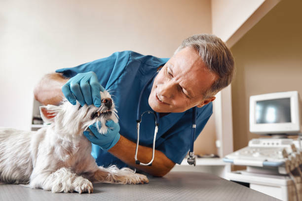 Best 24-Hour Emergency Dentist in Arnold, MD